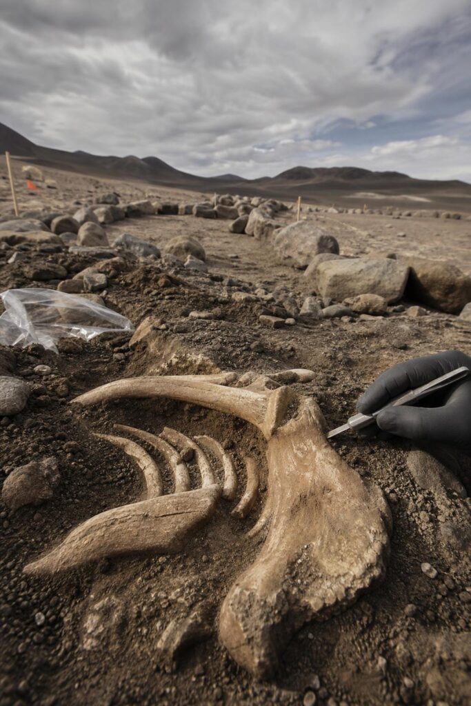 first Americans Chile gomphothere illustration for 13,000-Year-Old Butchered Bones in Chile Add Evidence of Early First Ameri
